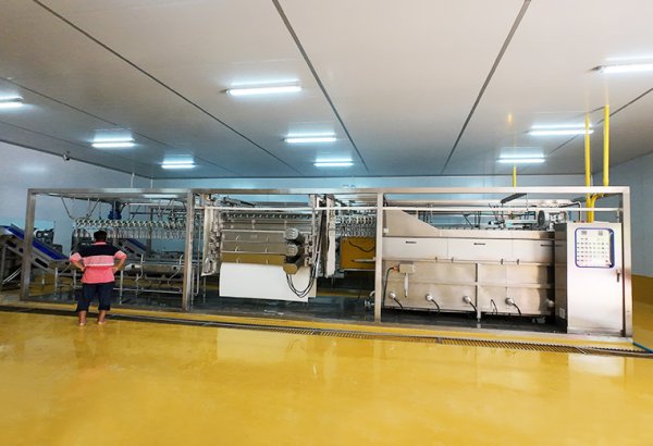 Thailand 1000 BPH Compact Chicken Processing Line with Spiral Pre-Chiller