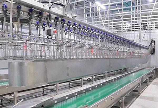 LIVE BIRDS PROCESSING 