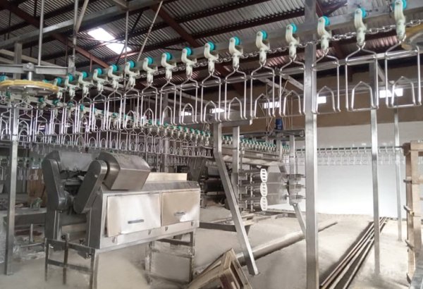 Nigeria 1000 BPH Chicken Slaughtering Line for Poultry Processing Plant