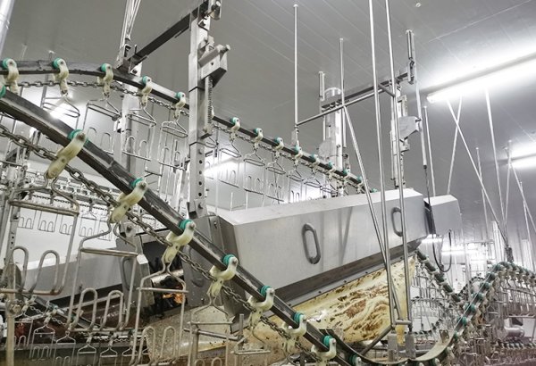 Indonesia 1000 BPH Duck Processing Line with Complete Slaughter Equipment