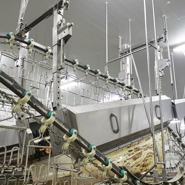 Indonesia 1000 BPH Duck Processing Line with Complete Slaughter Equipment