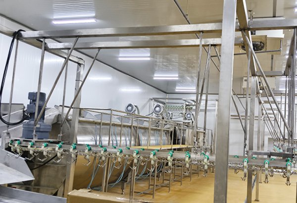 Philippines 3500 BPH Automatic Poultry Slaughterhouse Project with Grading System